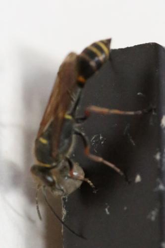 Sceliphron curvatum